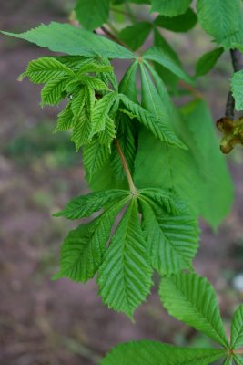 Aesculus hippocastanum - jírovec maďal - list jaro (34)